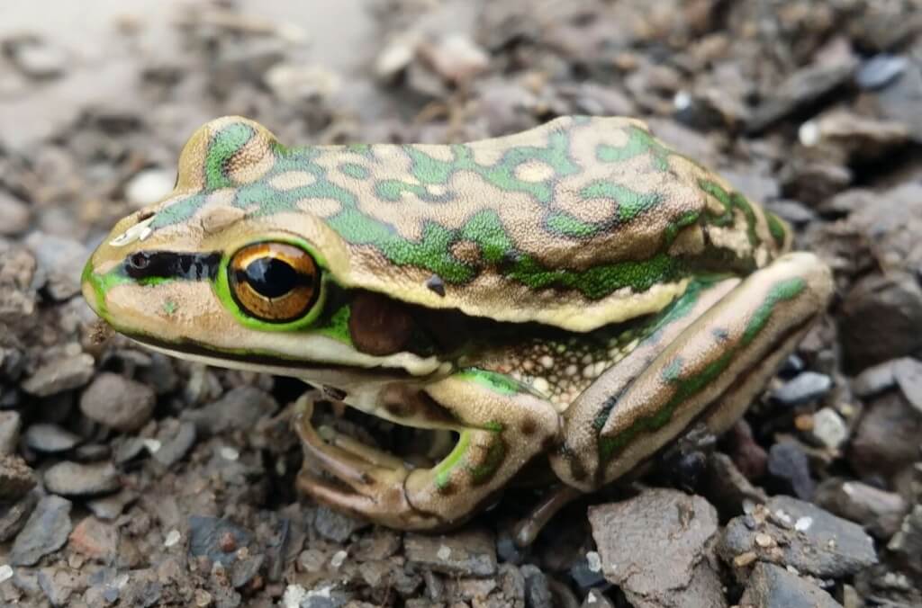 Close-up of a frog with green and brown camouflage patterns sitting on a surface of small rocks and pebbles, with a prominent orange iris and black pupil.