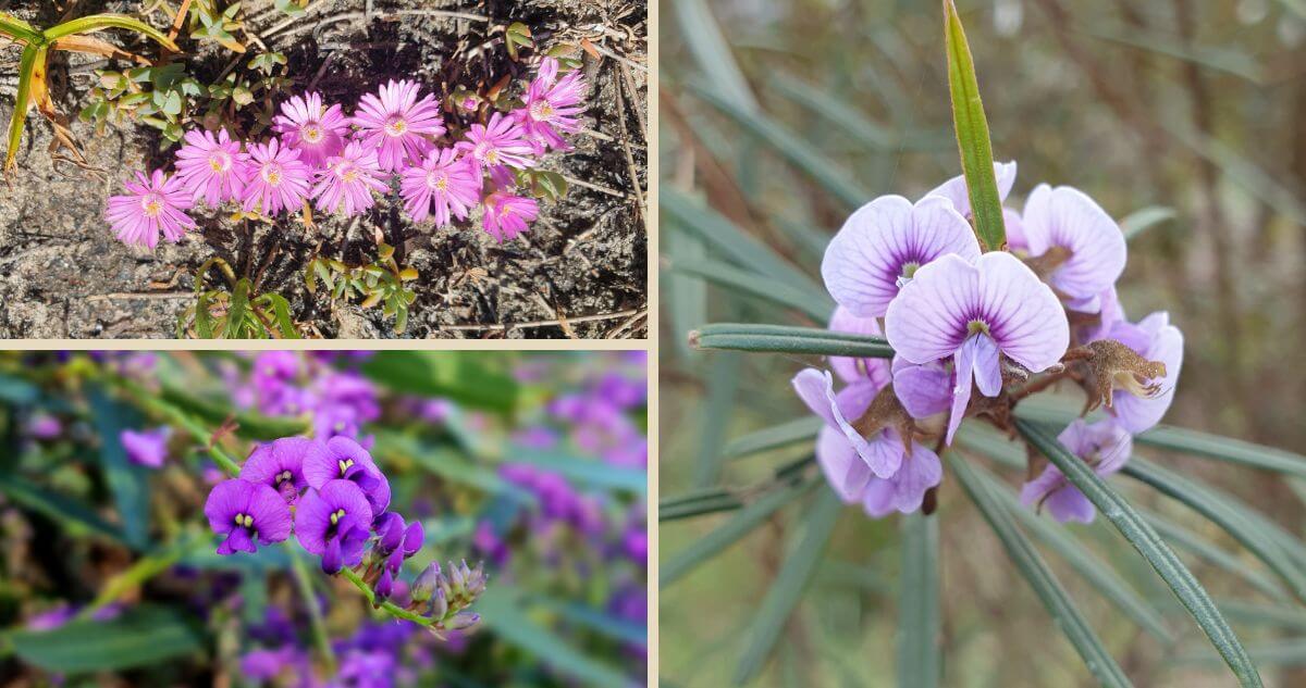 Collage of three types of purple flowers: top left shows small pinkish-purple flowers with yellow centers growing on the ground; bottom left features vibrant purple flowers with green foliage; right section displays pale purple flowers surrounded by elongated leaves.