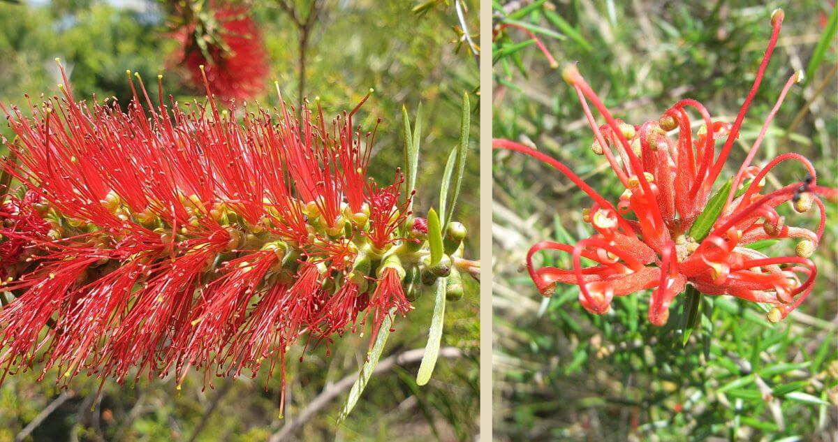 Two red flowers against green foliage: a cylindrical bottlebrush flower with long, thin stamens on the left, and a grevillea flower with curved red petals and yellow tips on the right.