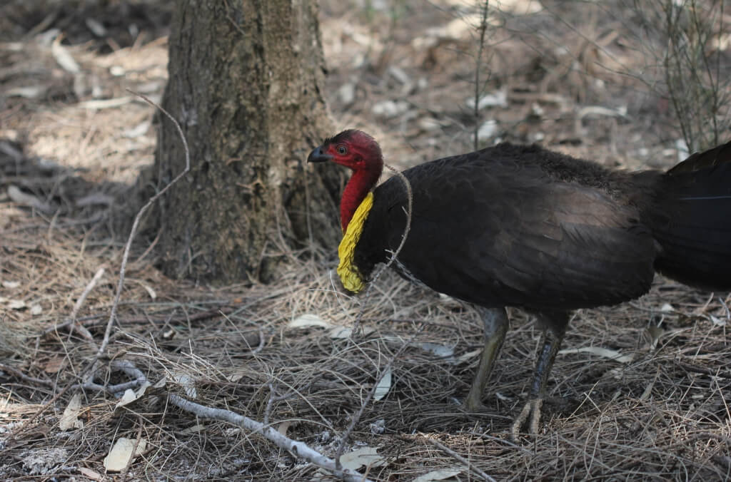 Australian Bush Turkey