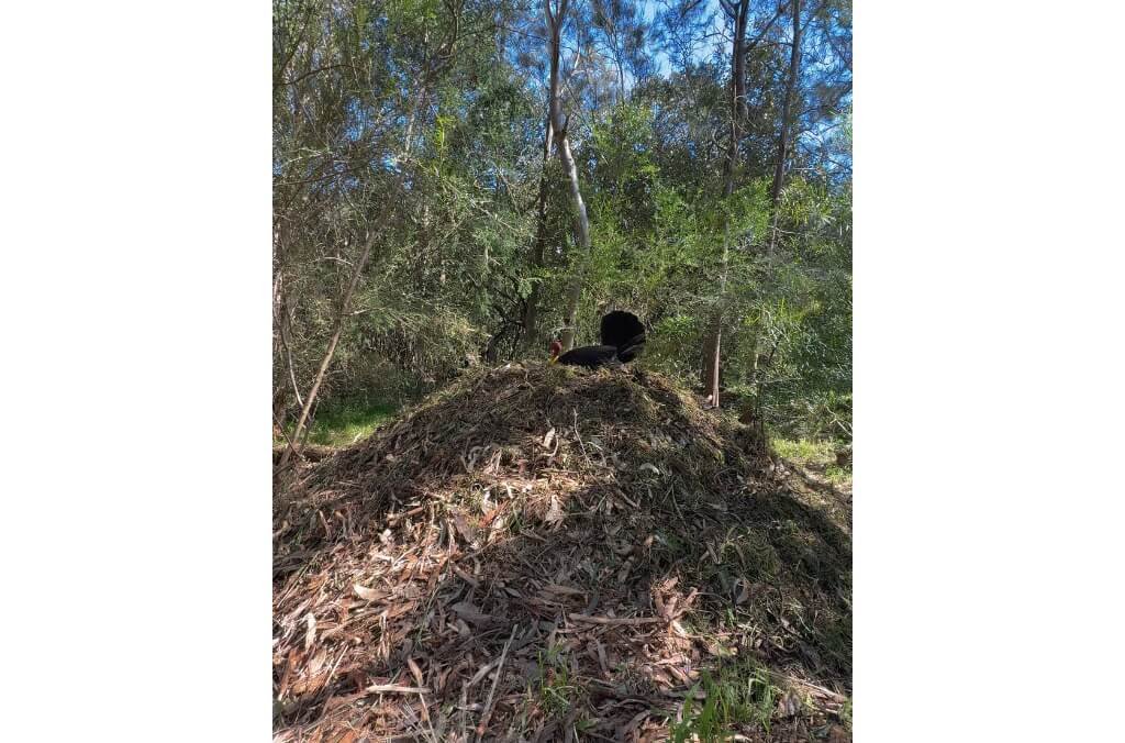 Australian Bush Turkey