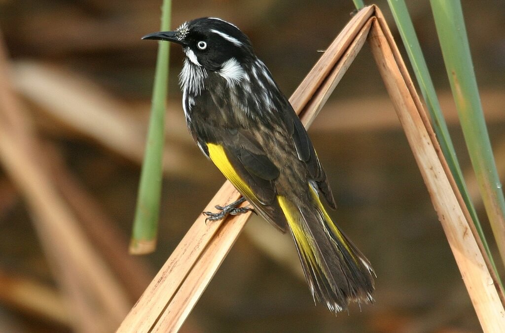 New Holland Honeyeater 