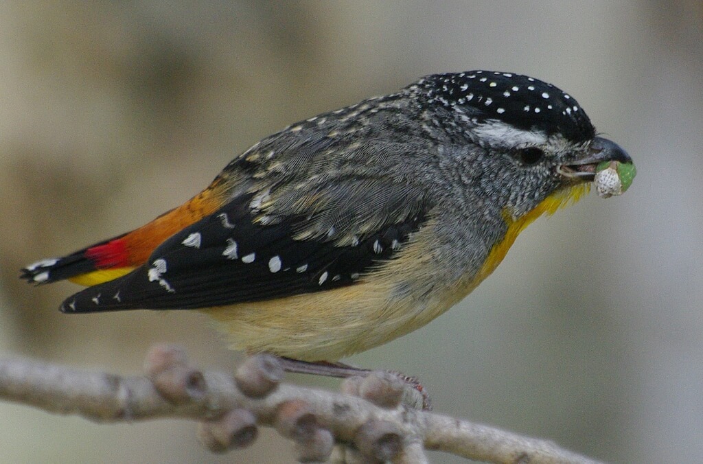 Spotted Pardalote