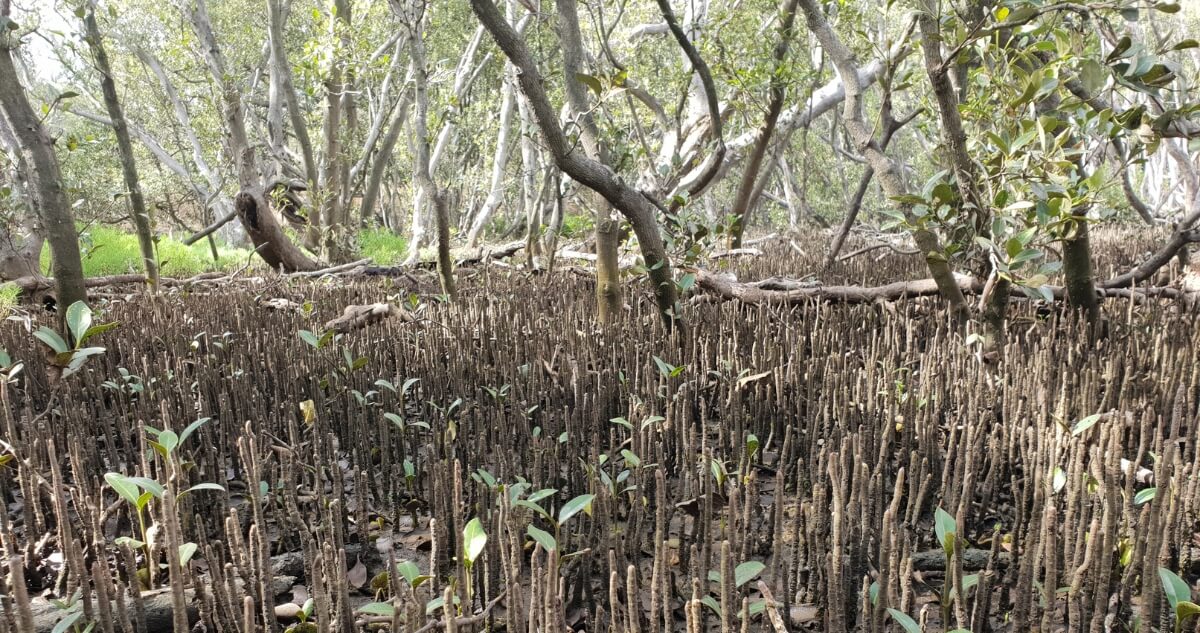 A dense mangrove forest with hundreds of upright pneumatophores emerging from the muddy ground beneath twisting trees.